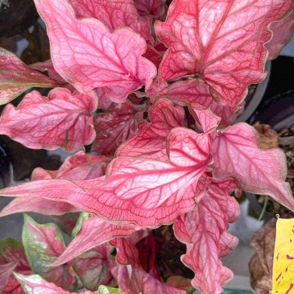 Caladium MAHA CHAI VVP