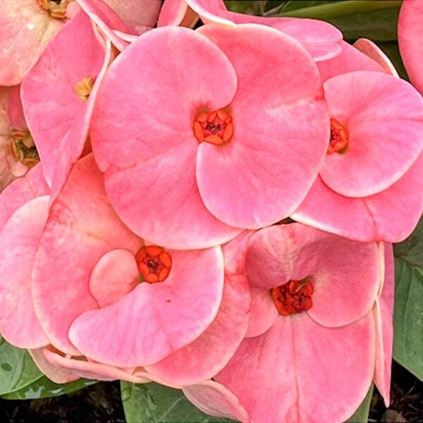 Euphorbia Milii MAI THAI