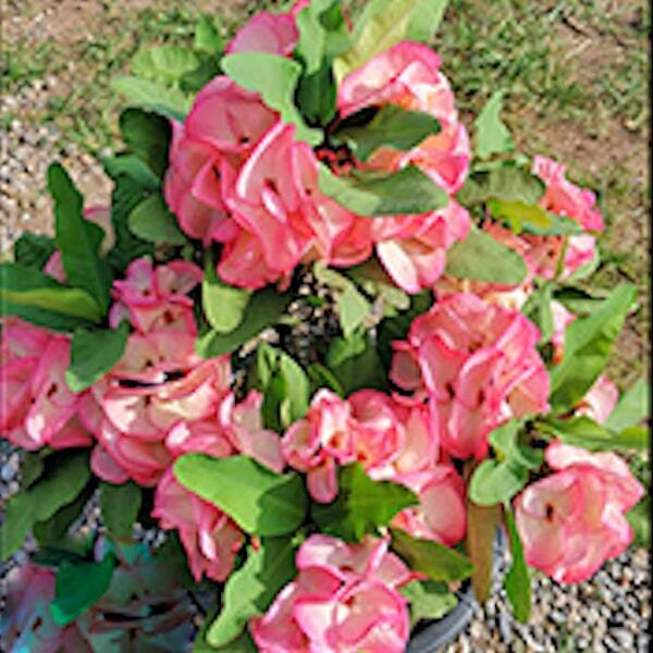 Euphorbia Milii MALAI RAK