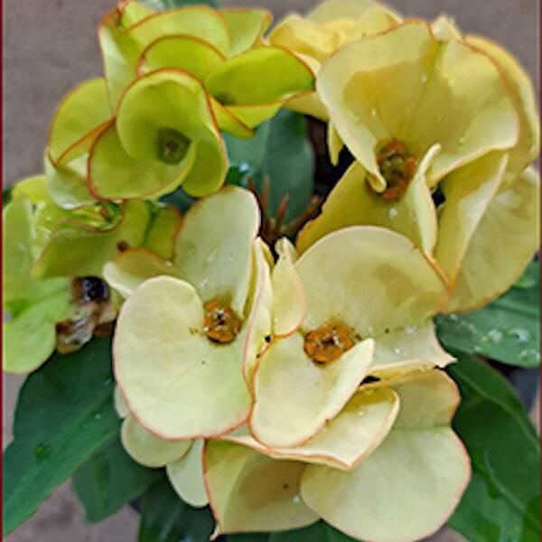 Euphorbia Milii MALAI THONG