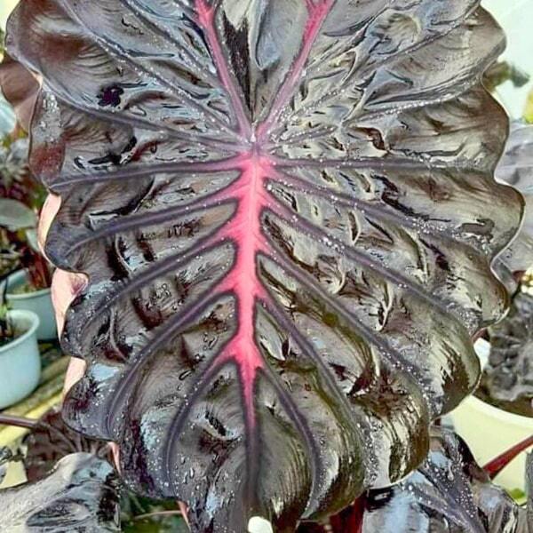 Colocasia MALEFICENT