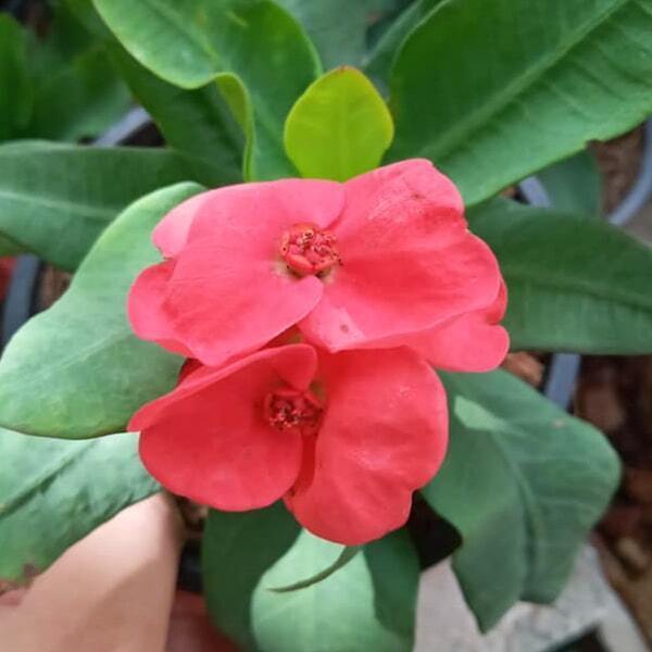 Euphorbia Milii MANEE JINTANA
