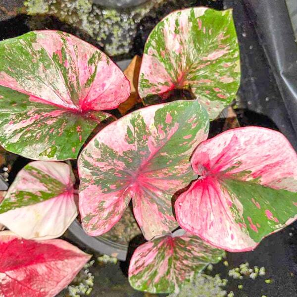 Caladium MANEE LOM PHET PHLAENG