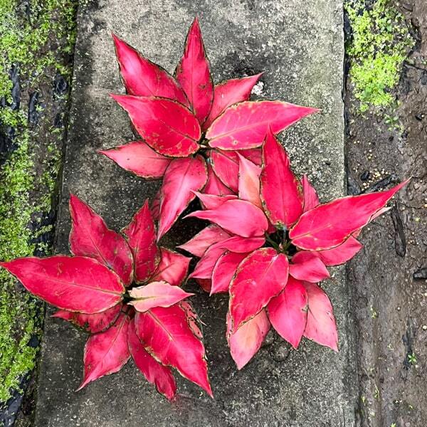 Aglaonema MANEE RUNG RUEANG