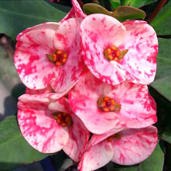 Euphorbia Milii MANGEE SRISUK