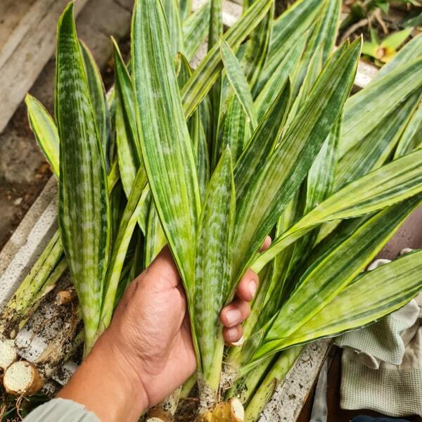 Sansevieria MANOLI