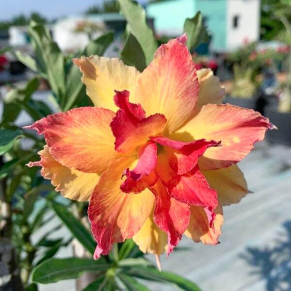 Adenium obesum MAPLE
