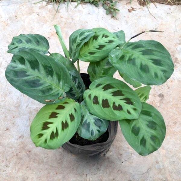 Maranta LEUCONEURA KERCHOVEANA