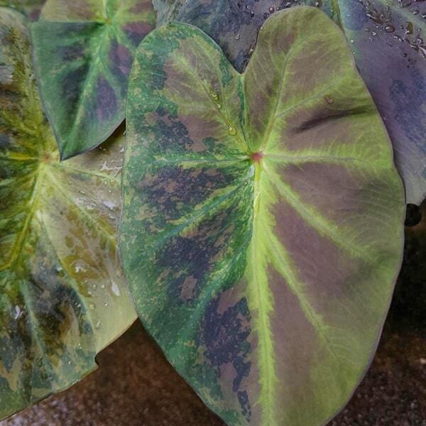 Colocasia MARY THE NIGHT