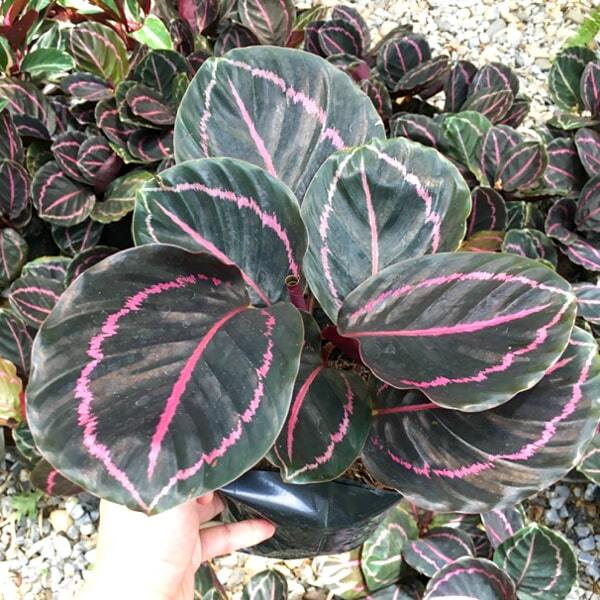 Calathea ROSEOPICTA (LINDEN) REGEL MEDALLION RED