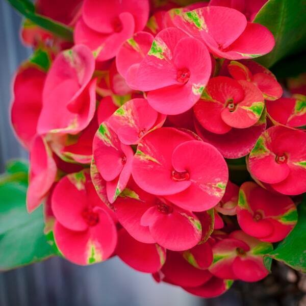 Euphorbia Milii MEE SAB