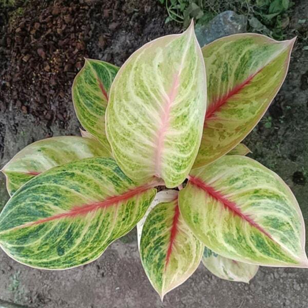 Aglaonema MEKASARI