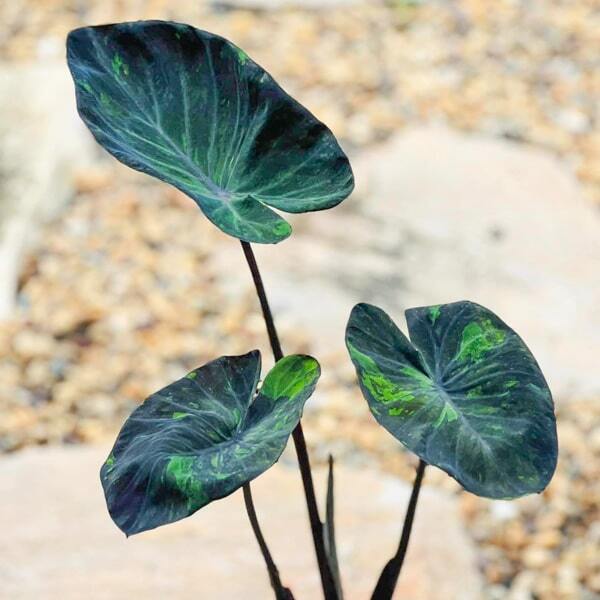 Colocasia MIDNIGHT