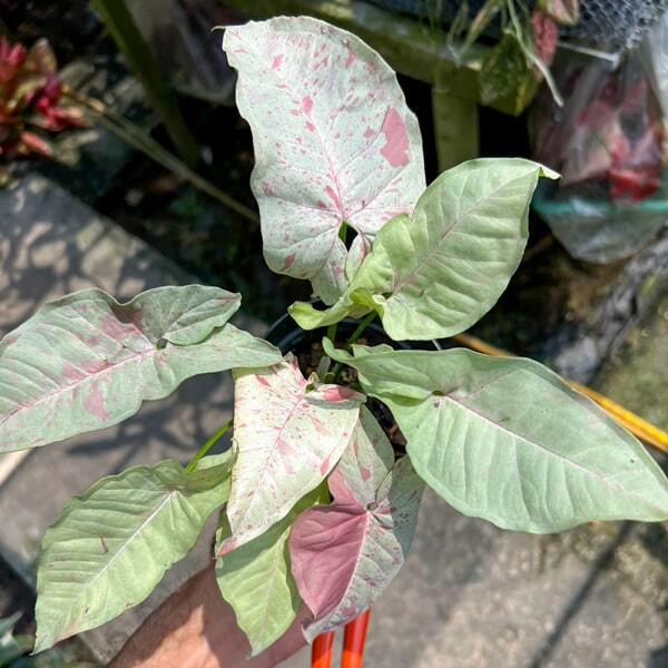 Syngonium MILK CONFETTI