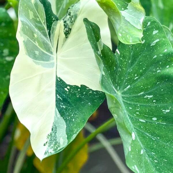Colocasia MILKY WAY