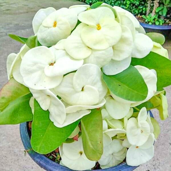 Euphorbia Milii MILLIONAIRE MONEY