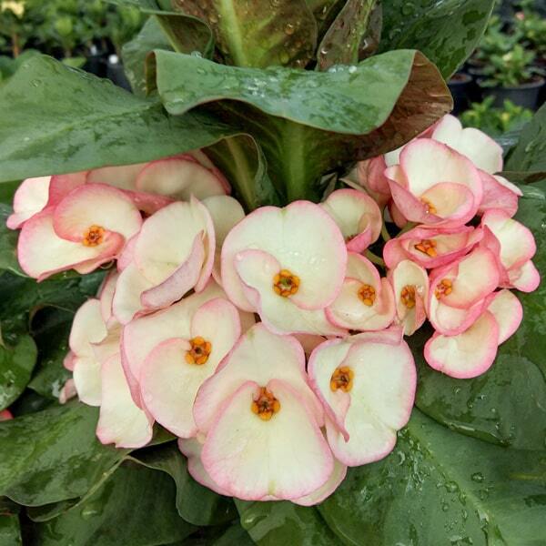 Euphorbia Milii MILLIONAIRE RUBY