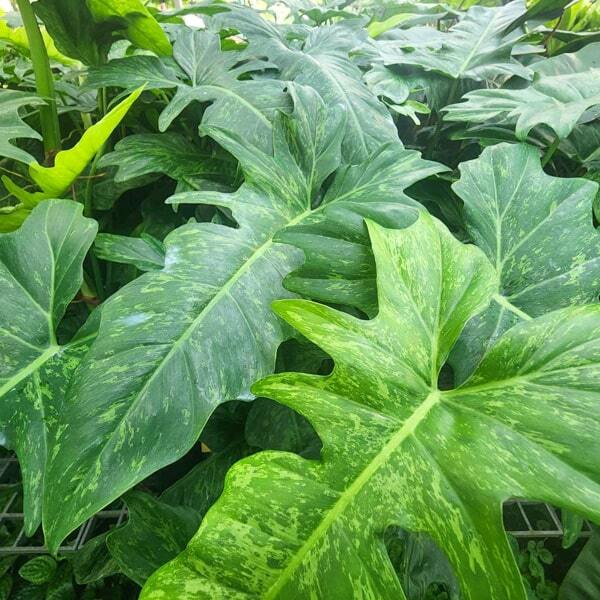 Philodendron MINARUM