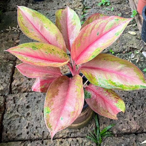 Aglaonema MINK MONGKOL