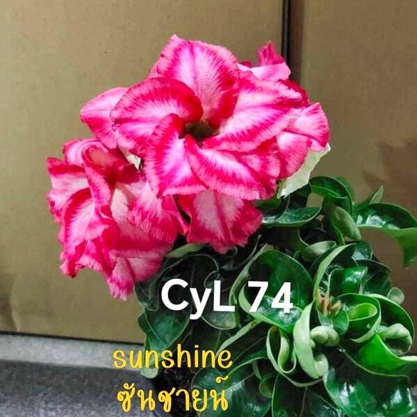 Adenium mini 12 SUNSHINE