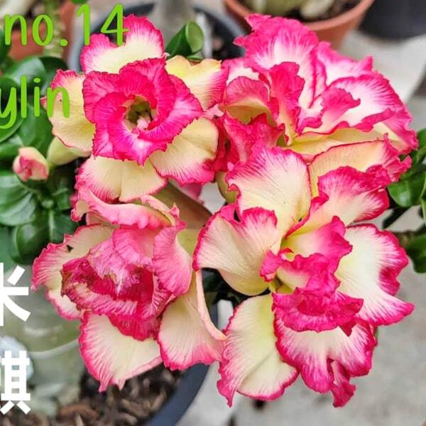 Adenium mini 14 MI KYLIN