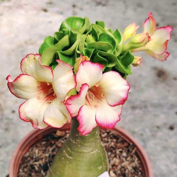 Adenium mini 17 MINI GE