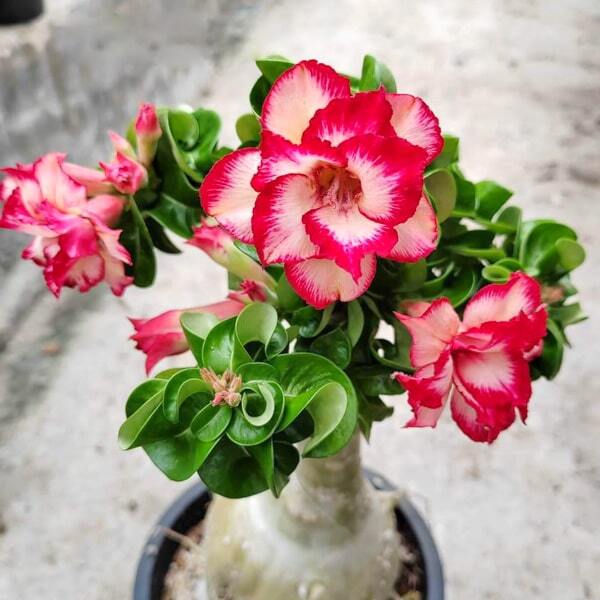Adenium mini 19 SIMILAN
