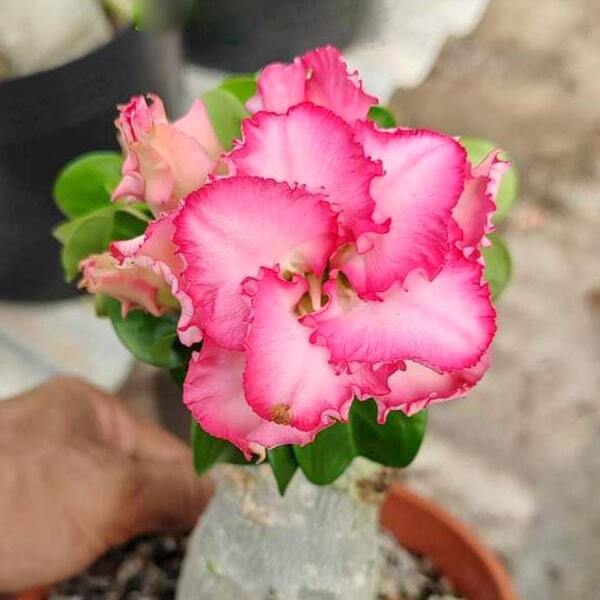 Adenium mini 20 PINK LACE