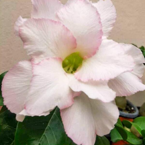 Adenium mini 13 SWEET HEART