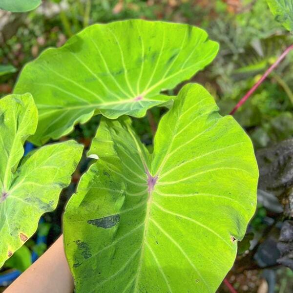 Colocasia MOJITO REVERSE