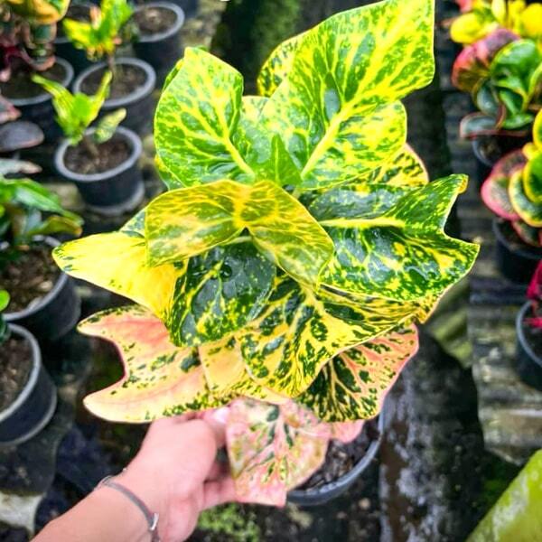 Croton MONGKHUT PHET