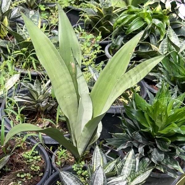 Sansevieria MOONSHINE