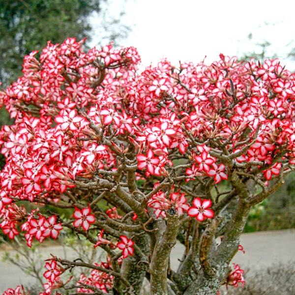 Adenium MULTIFLORUM