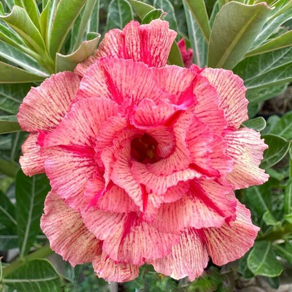 Adenium obesum MY LINH 23