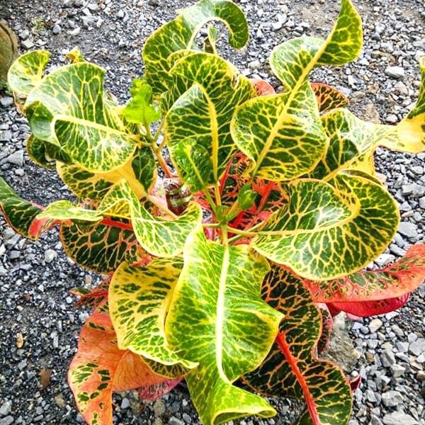 Croton ROMCHUT