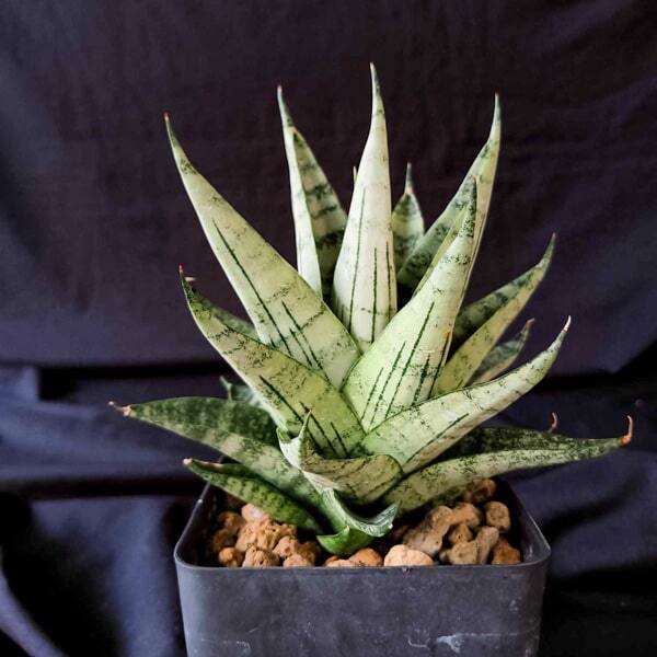 Sansevieria NAKORN LUANG