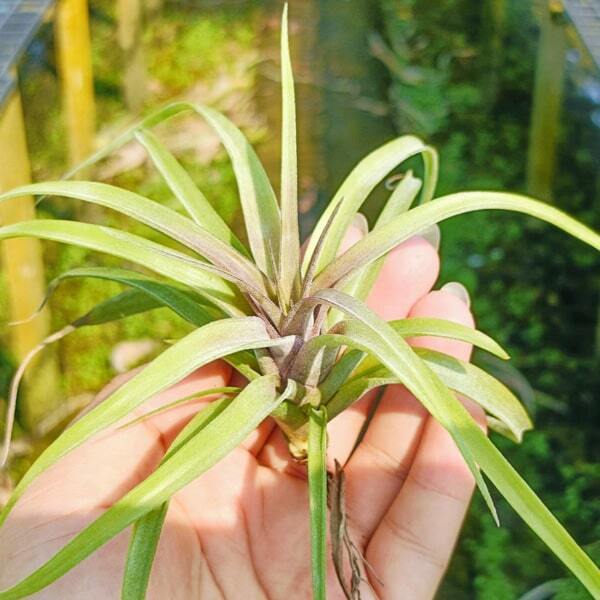 Tillandsia novakii x streptophylla GREX BATCH M