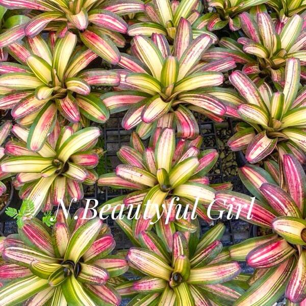 Neoregelia BEAUTIFUL GIRL