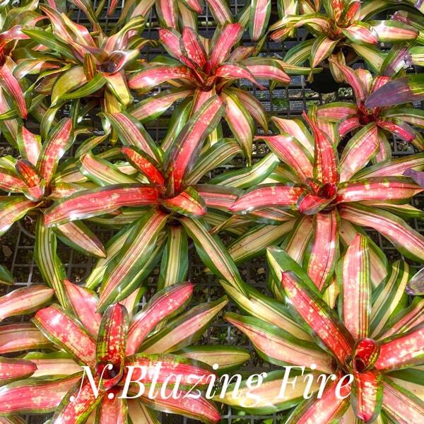 Neoregelia BLAZING FIRE