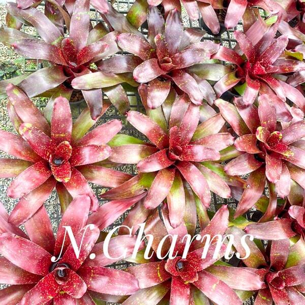Neoregelia CHARMS