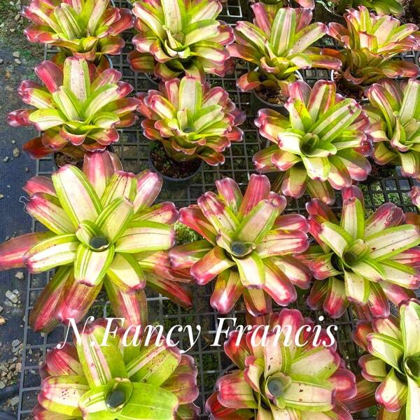 Neoregelia FANCY FRANCIS