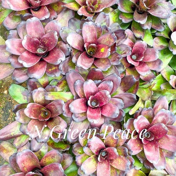 Neoregelia GREEN PEACE