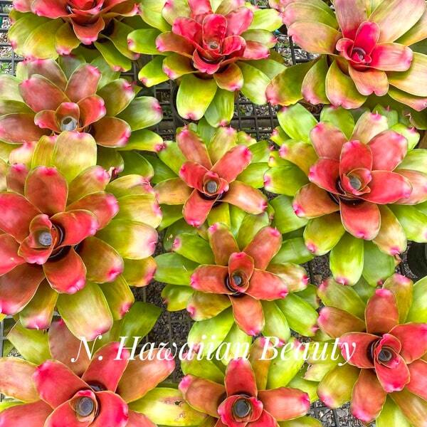 Neoregelia HAWAIIAN BEAUTY