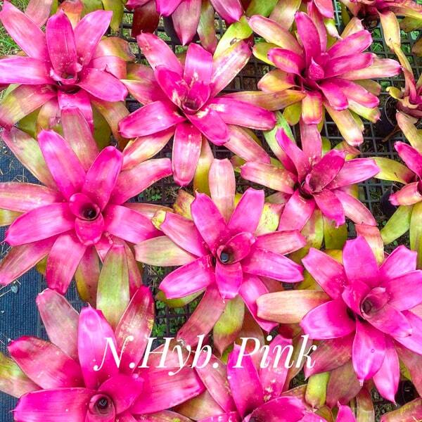 Neoregelia HYB PINK