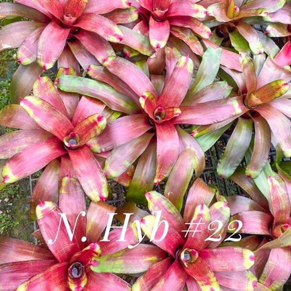 Neoregelia HYB #22