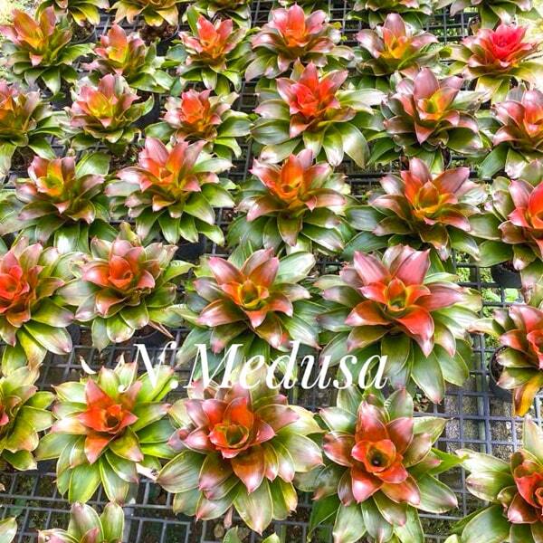 Neoregelia MEDUSA