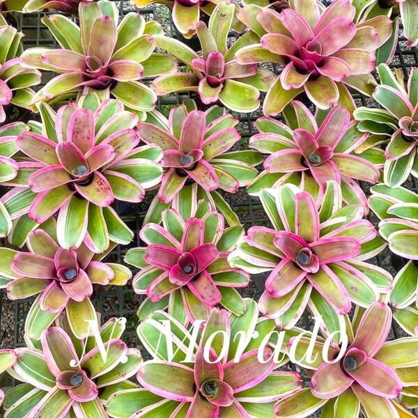 Neoregelia MORADO