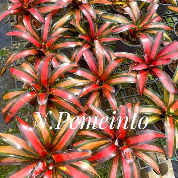 Neoregelia PEMEINTO