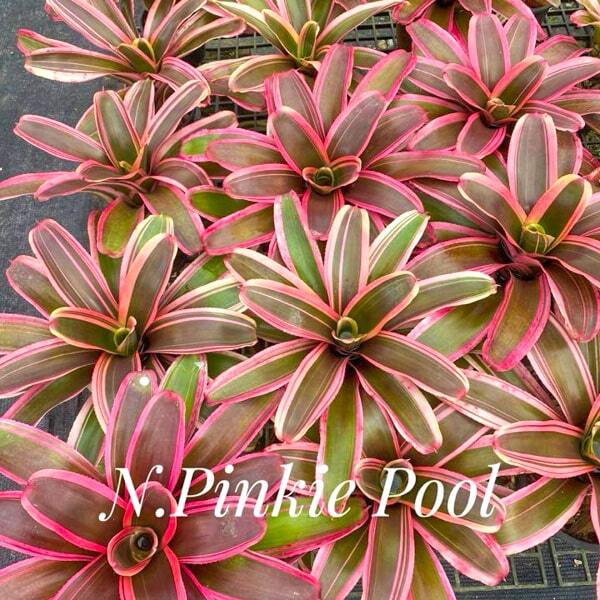 Neoregelia PINK POOL
