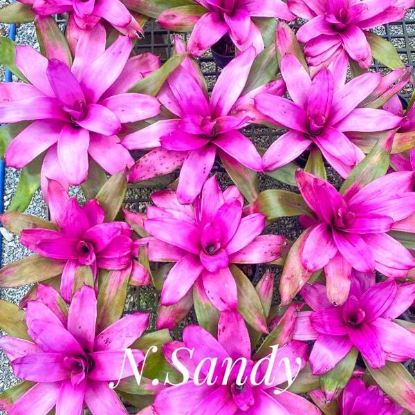 Neoregelia SANDY
